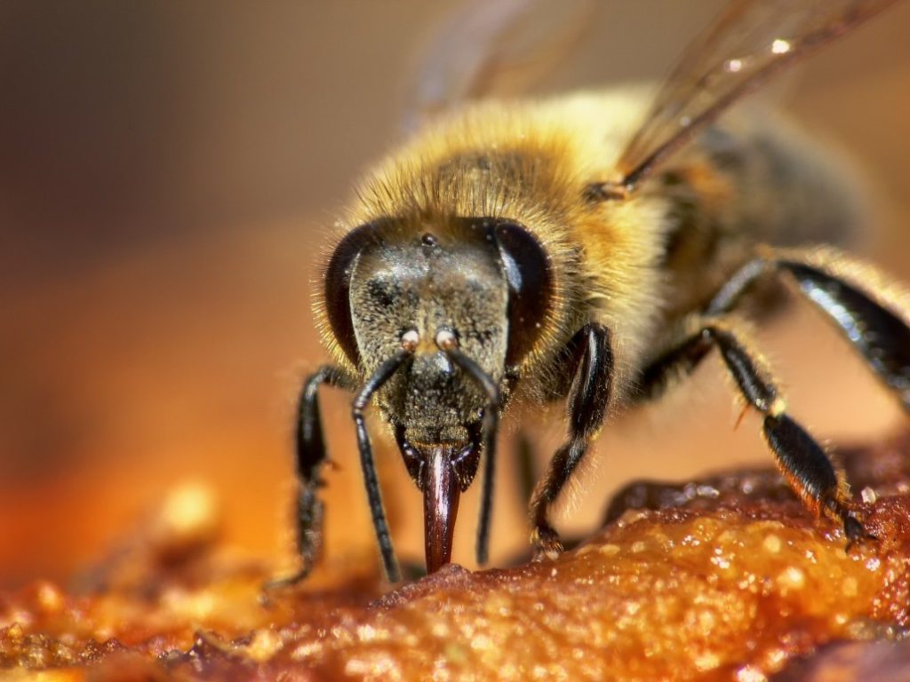 Como Es La Reina De Las Abejas